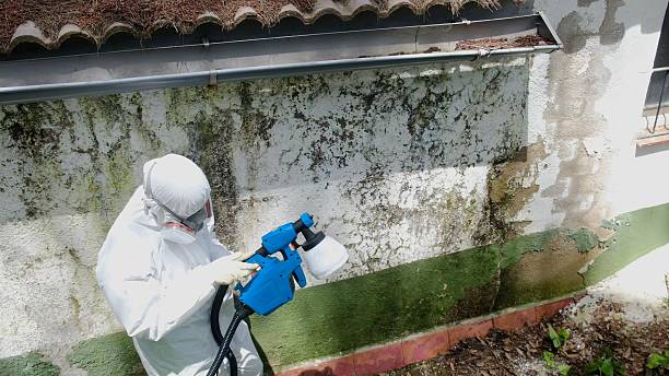 Top rated local Mold Remediation specialists in Kenly, NC